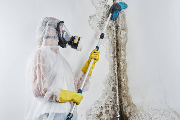 Best Residential Mold Removal  in Athens, MI