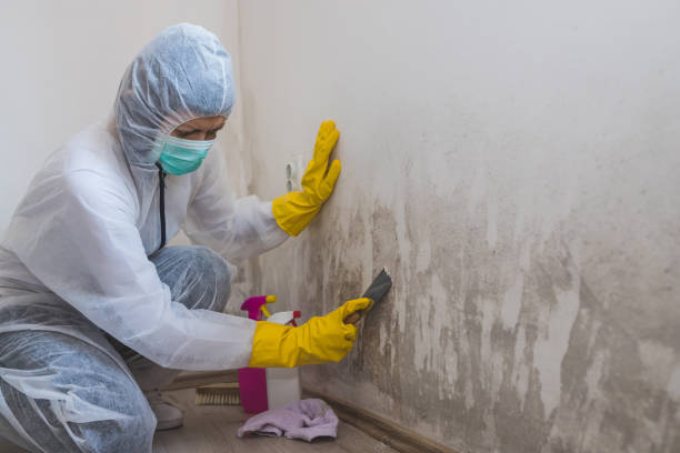 Best Mold Damage Repair  in Athens, MI