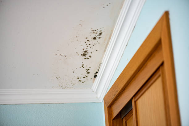 Best Mold Removal Process  in Athens, MI