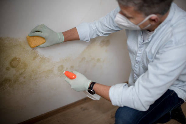 Mold Removal Process in Athens, MI