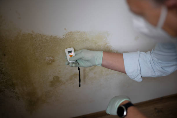 Best Mold Remediation  in Athens, MI