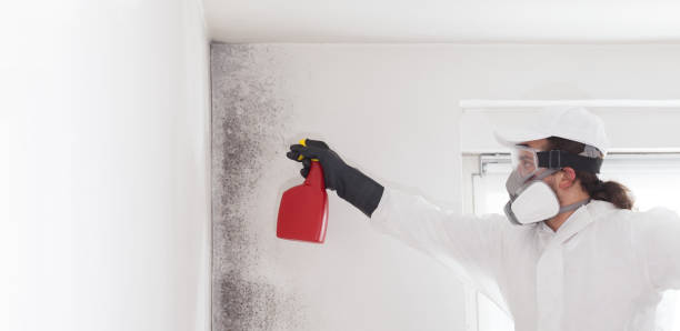 Home Mold Removal in Athens, MI