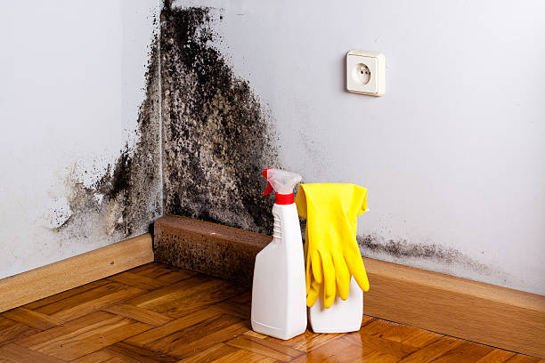 Best Black Mold Removal  in Athens, MI