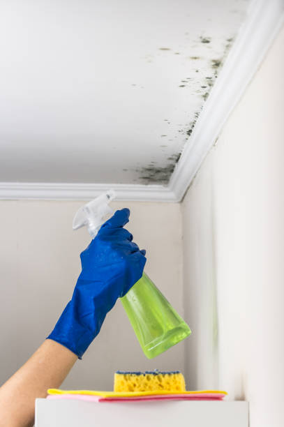 Best Professional Mold Removal  in Athens, MI